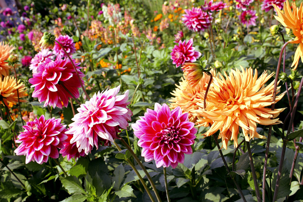 Summer flowers