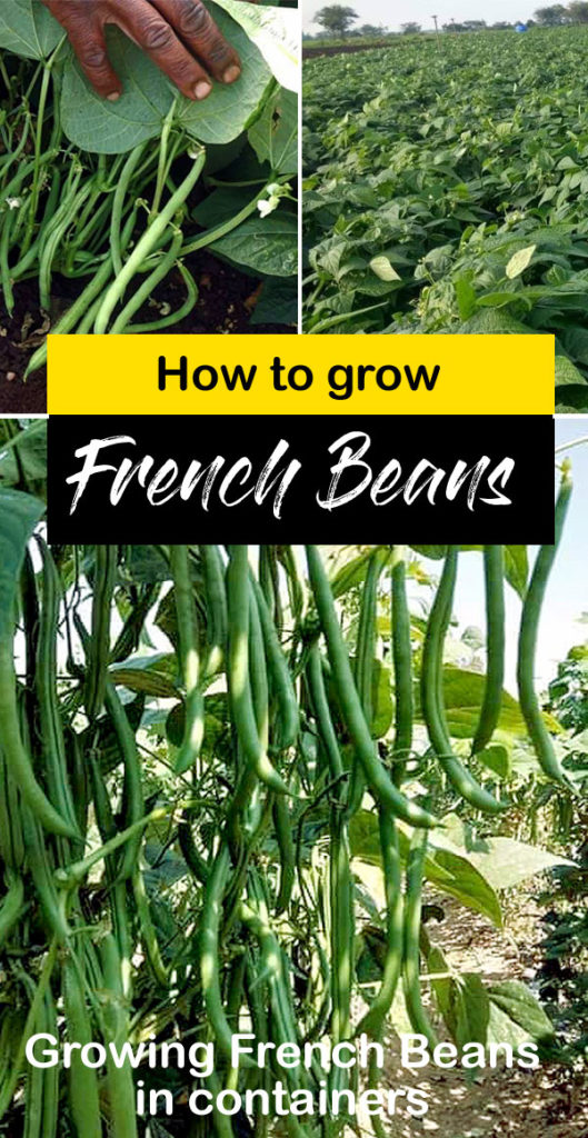 Growing French Beans | How to grow Green Beans in pot | Beans - Naturebring