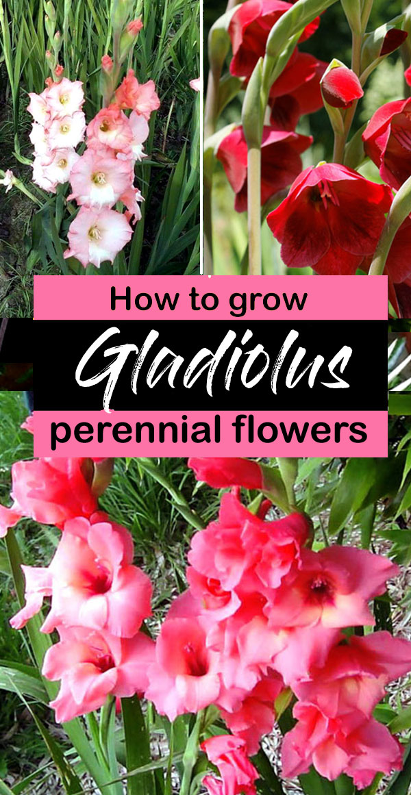 How to Grow Gladiolus | Growing Gladiolus plant