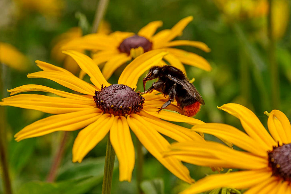 Summer flowers