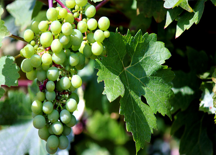 Grapes plants