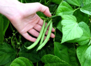 Growing French Beans | How to grow Green Beans in pot | Beans - Naturebring