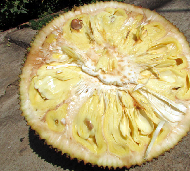 Growing Jackfruit | jackfruit tree | Kathal