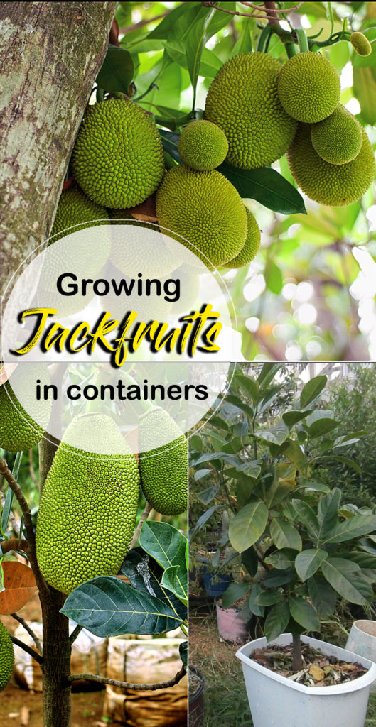 Growing Jackfruit | jackfruit tree | Kathal | how to grow jackfruit