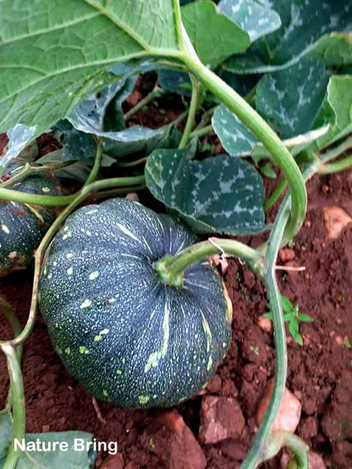 How to grow Pumpkins in pots | Growing Pumpkins | Pumpkin