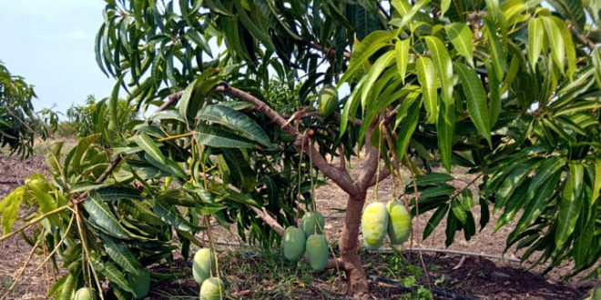 How To Grow Mango Tree Growing Mango Tree In Pots Mango Plant