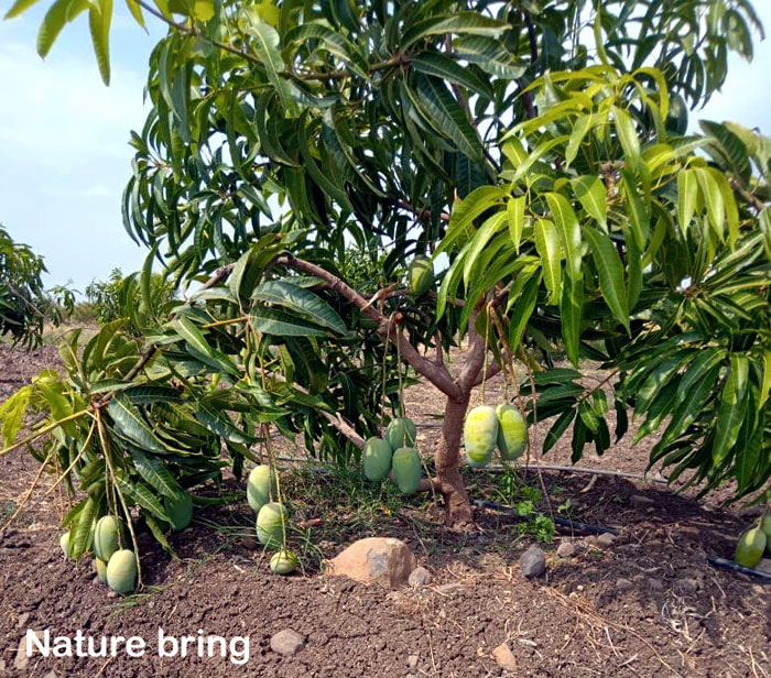 Bude môj mangovník plodiť ovocie v kvetináči?