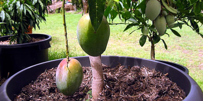 How to grow Mango tree | Growing Mango in a containers | Mangoes