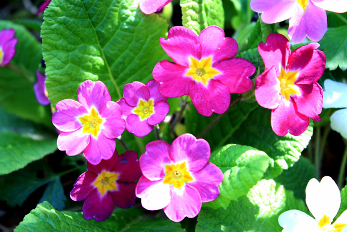 Primrose | Growing Primrose