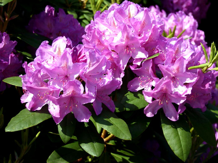 Rhododendron | azaleas care