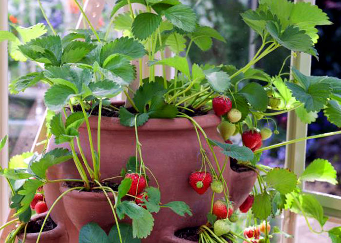 growing strawberries