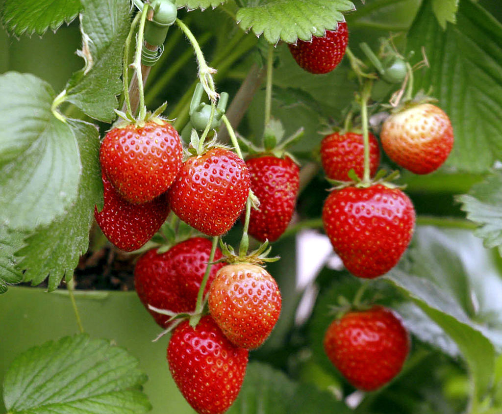 Strawberry | strawberries