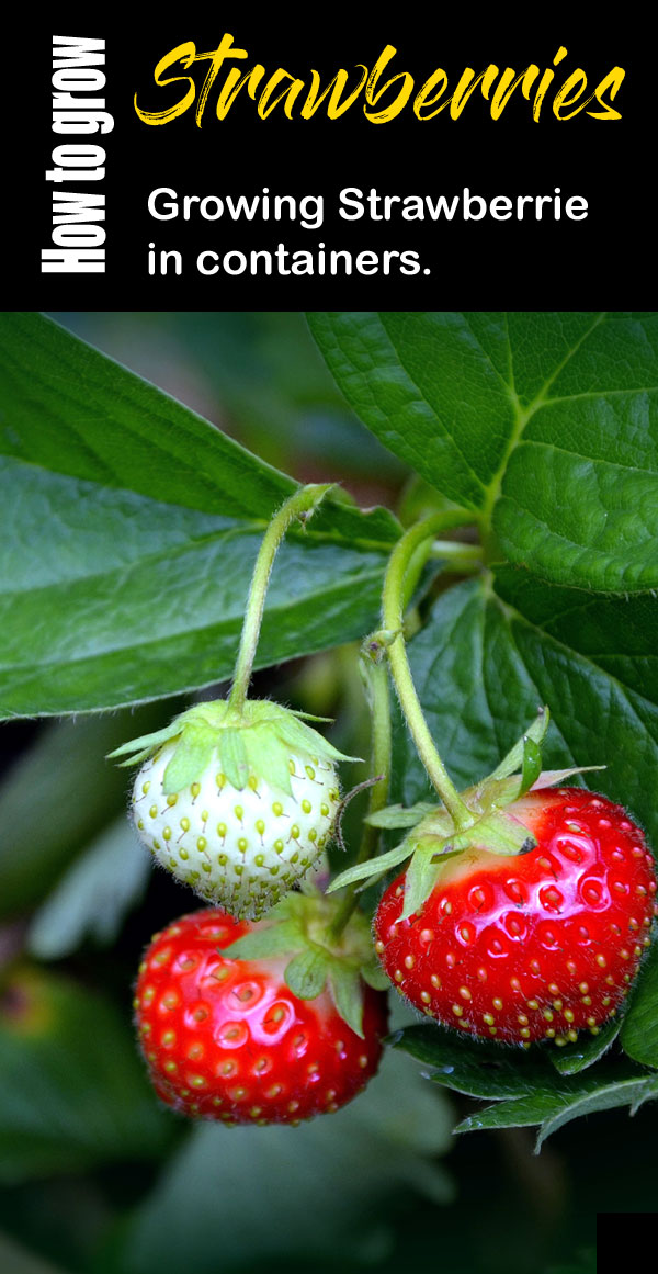 how to grow strawberry | growing strawberries | strawberry plant