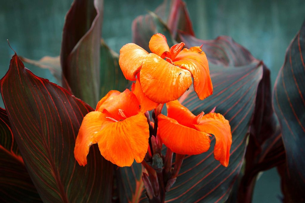 Cannas