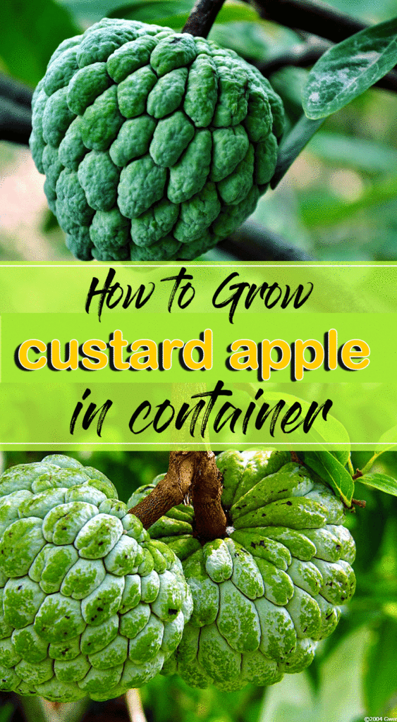 Custard apple | Sugar apple tree | annona reticulata