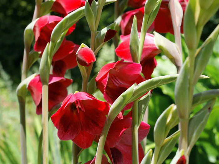 Gladiolus