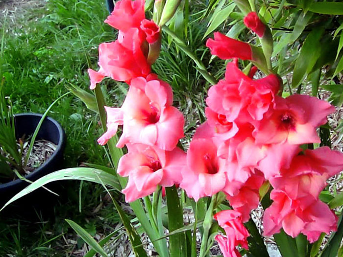 How to Grow Gladiolus | Growing Gladiolus plant | Gladiolus corms
