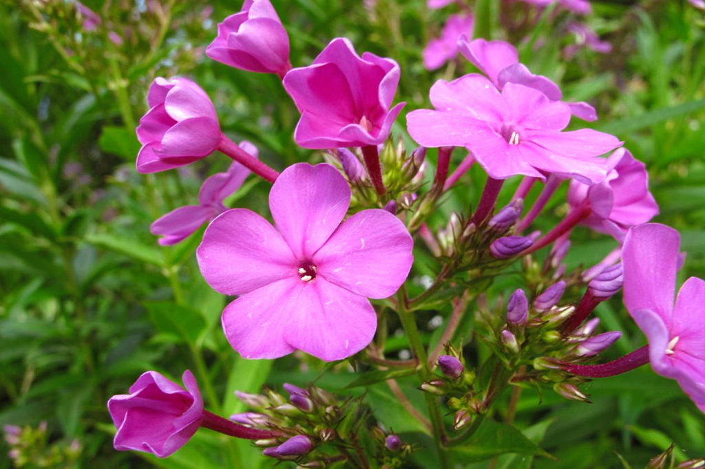 Summer flowers