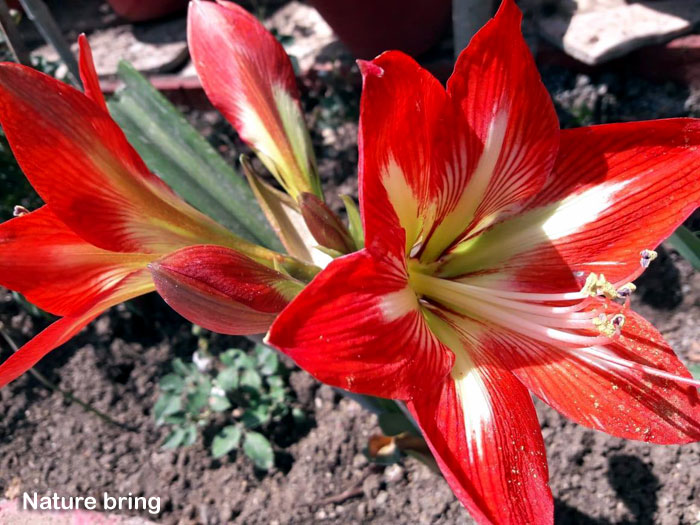 Amaryllis