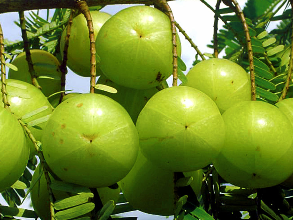 Indian gooseberry