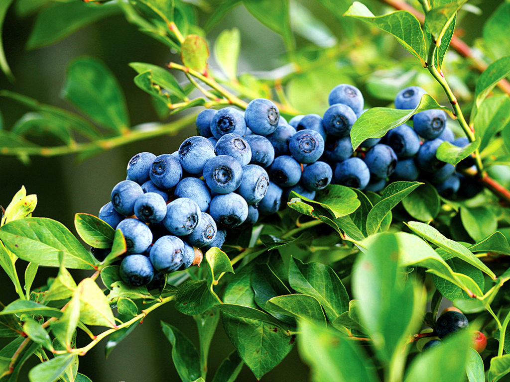 Where Does Blueberry Grow In India