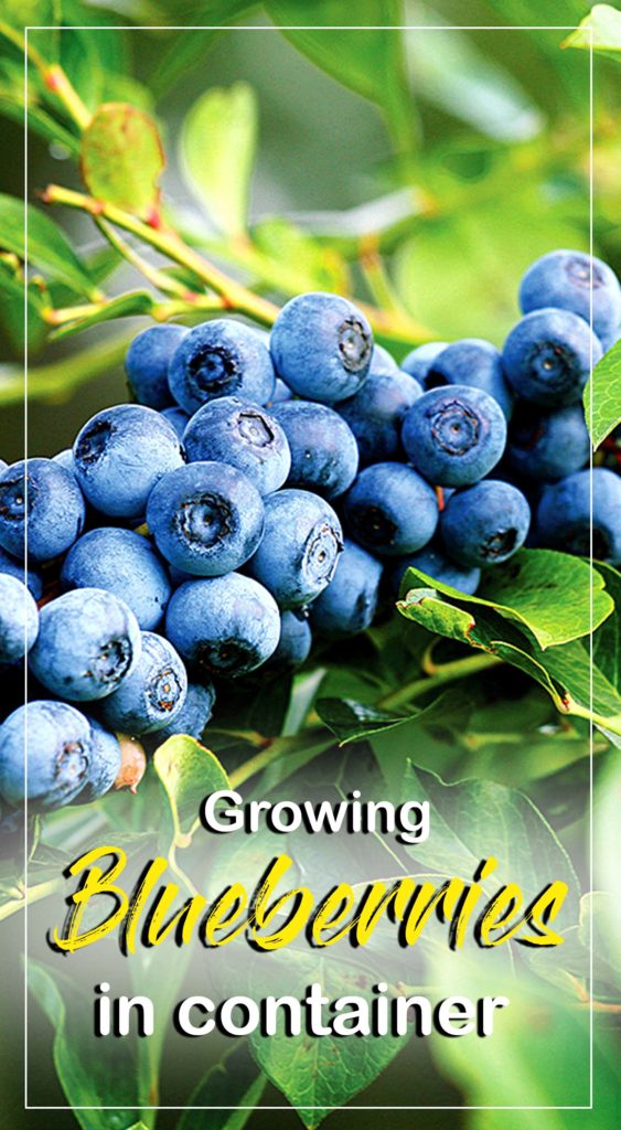Growing Blueberry bush | Blueberry plant | blackthorn tree 