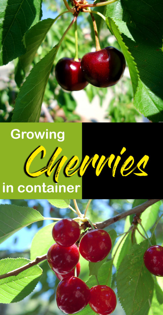 Growing Cherry plant | cherry tree