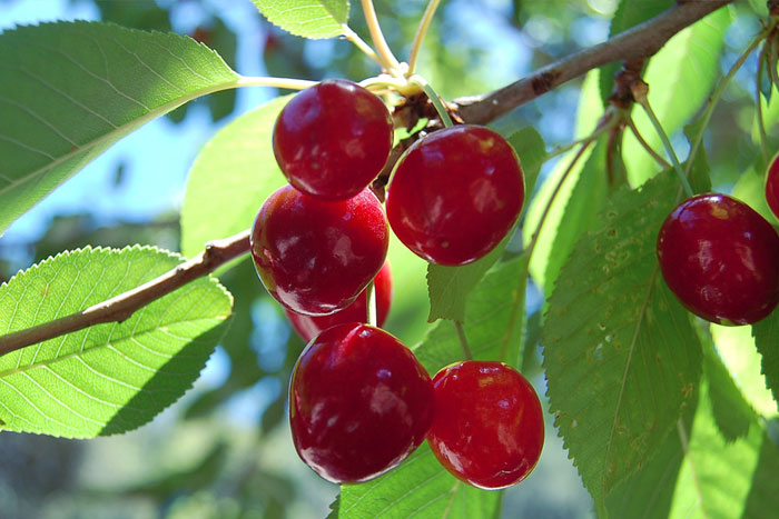 Growing Cherry plant | cherry tree