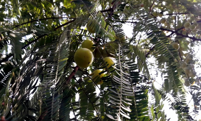 Indian gooseberry