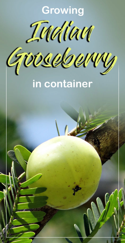 Indian gooseberry | how to grow gooseberry