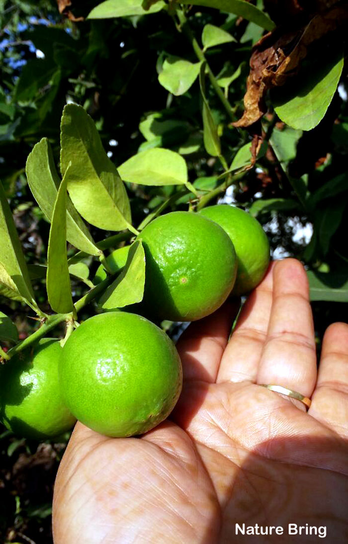 Lemon tree | Growing Meyer Lemon | Citrus plant