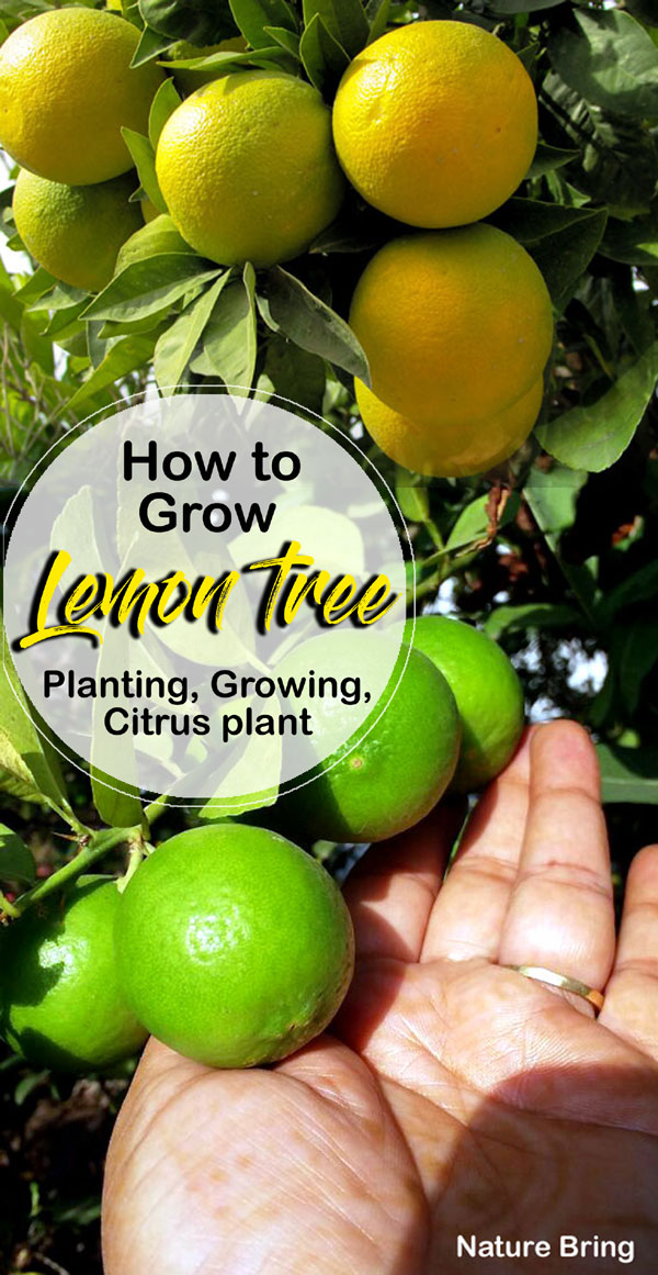 Lemon tree in pots | Growing Meyer Lemon | Citrus plant