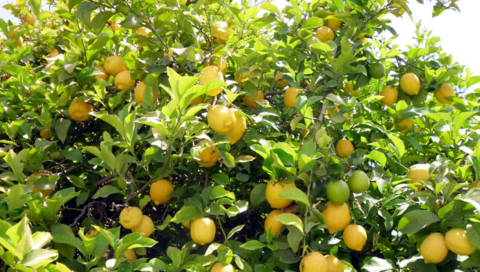 Lemon tree | Growing Meyer Lemon | Citrus plant