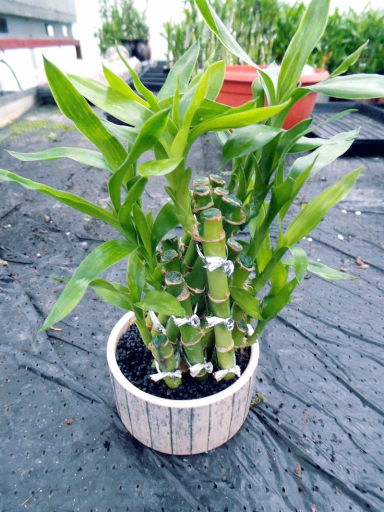 How to grow Lucky Bamboo plant | Lucky bamboo care | Trimming and ...