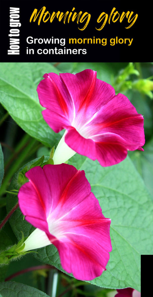 How to grow Morning glory | Growing morning glory in a container