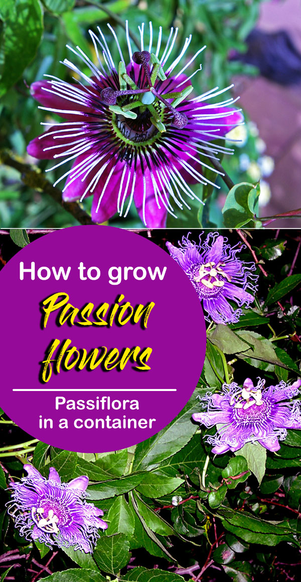 Growing Passion flower How to grow Passion flower in a container Passiflora Naturebring