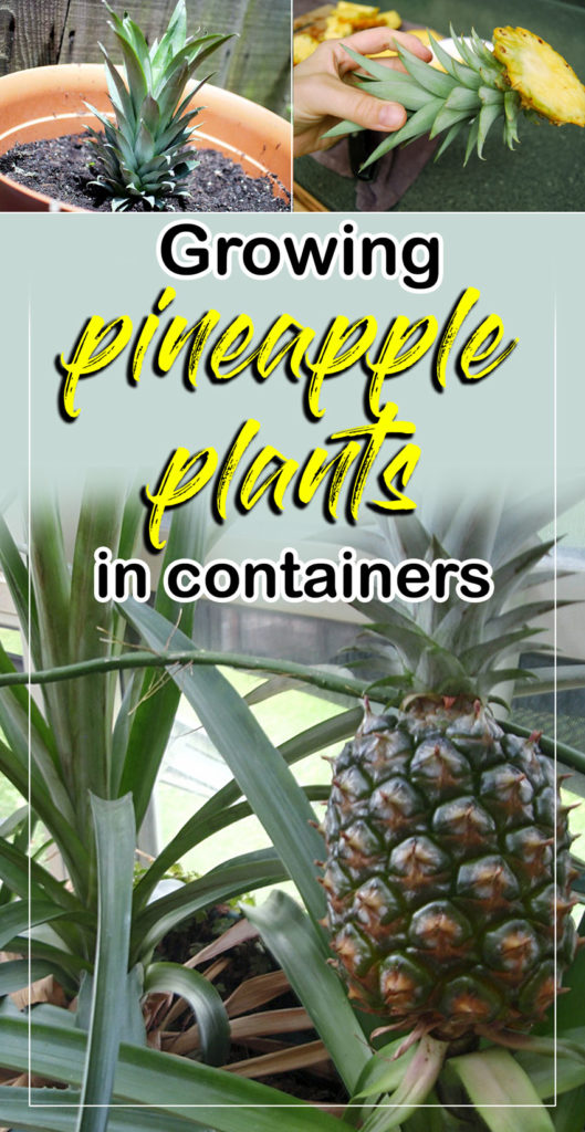 Pineapple | Ananas comosus | 