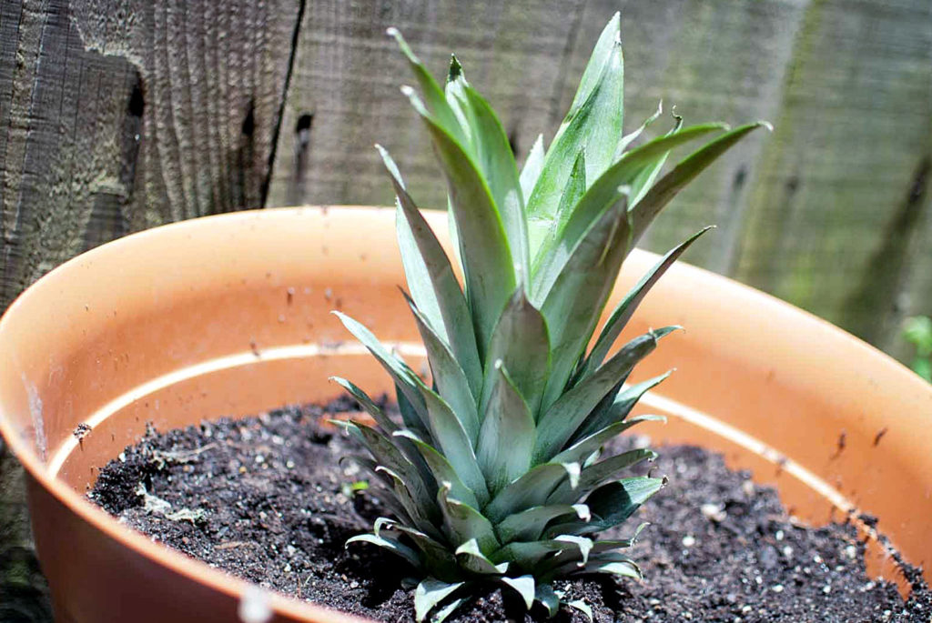 Pineapple growing in container