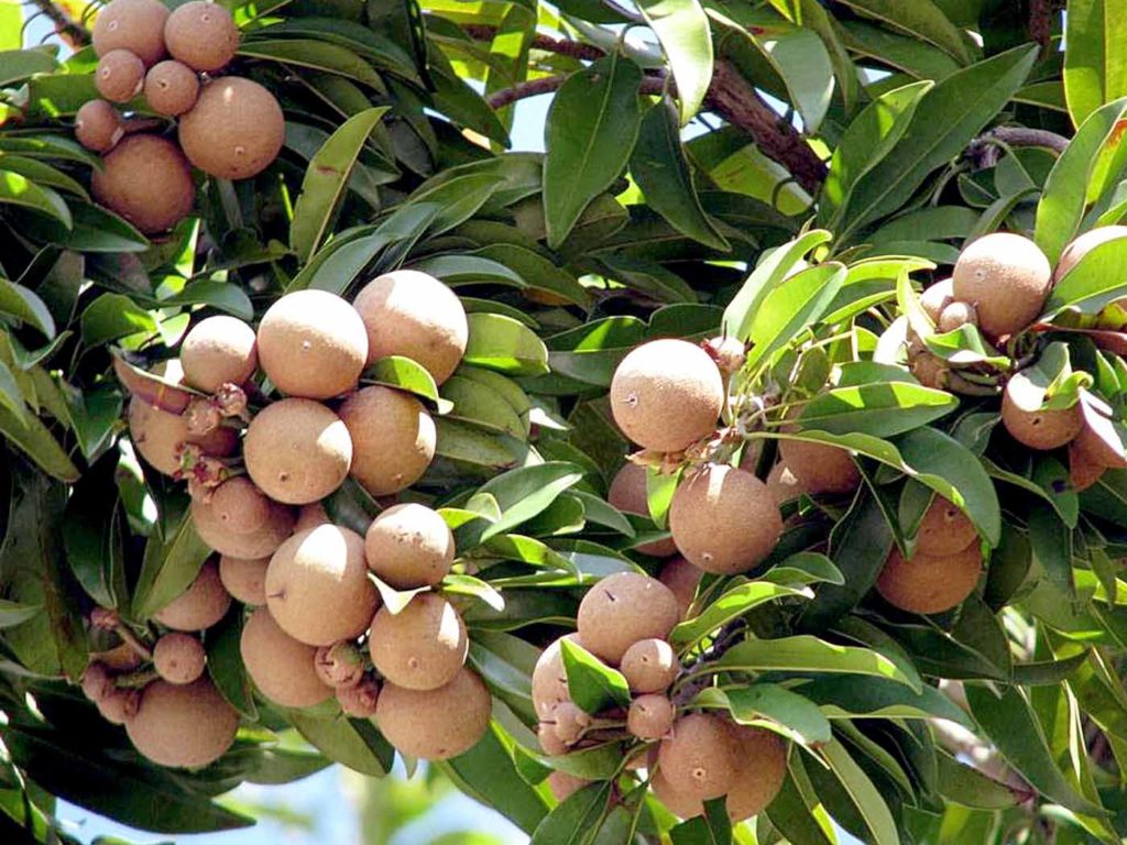 Sapodilla tree | Chikoo | sapota | sapote