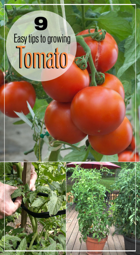 Tomato plant