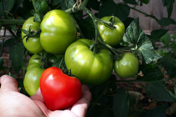9 Easy tips to Growing Tomato plant | Growing tomatoes from Seed