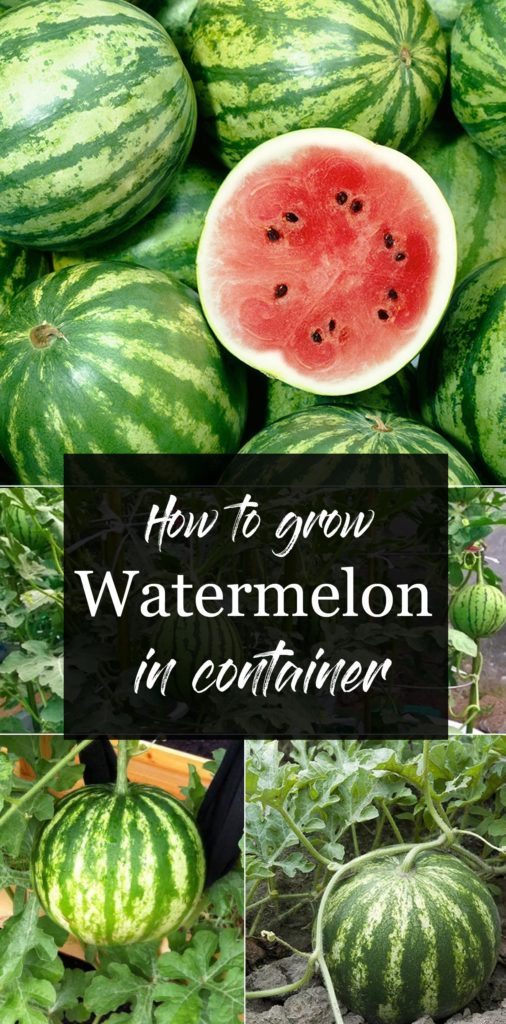 Watermelon | Watermelon plant | melon