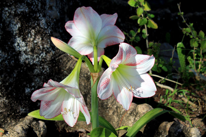 Growing Amaryllis from bulbs | How to grow Amaryllis in a container
