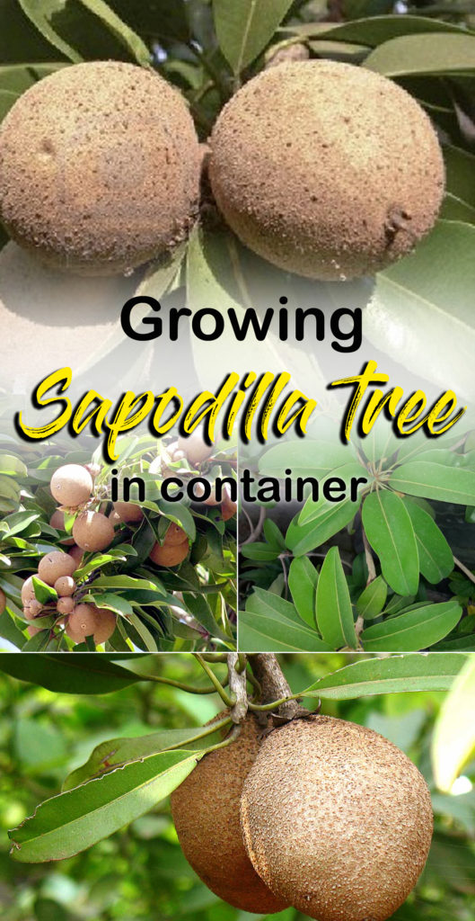 Sapodilla tree | Chikoo | sapota | sapote