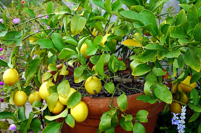 Lemon tree | Growing Meyer Lemon | Citrus plant
