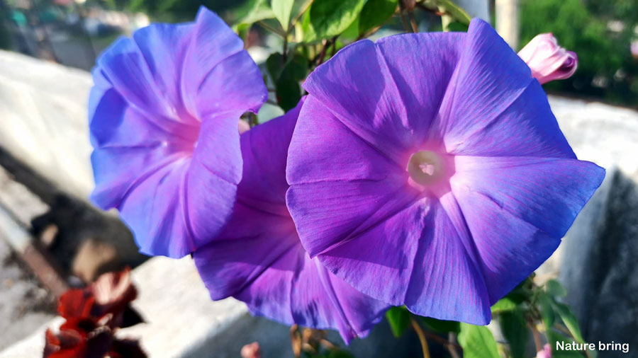 How to grow Morning glory | Growing morning glory in a container