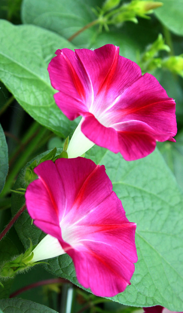 morning glory flower arch