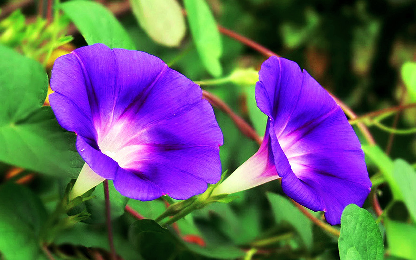 Morning Glory (Ipomoea violacea