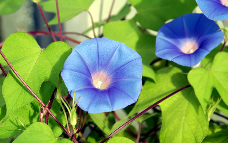 Morning glory | Morning Glories