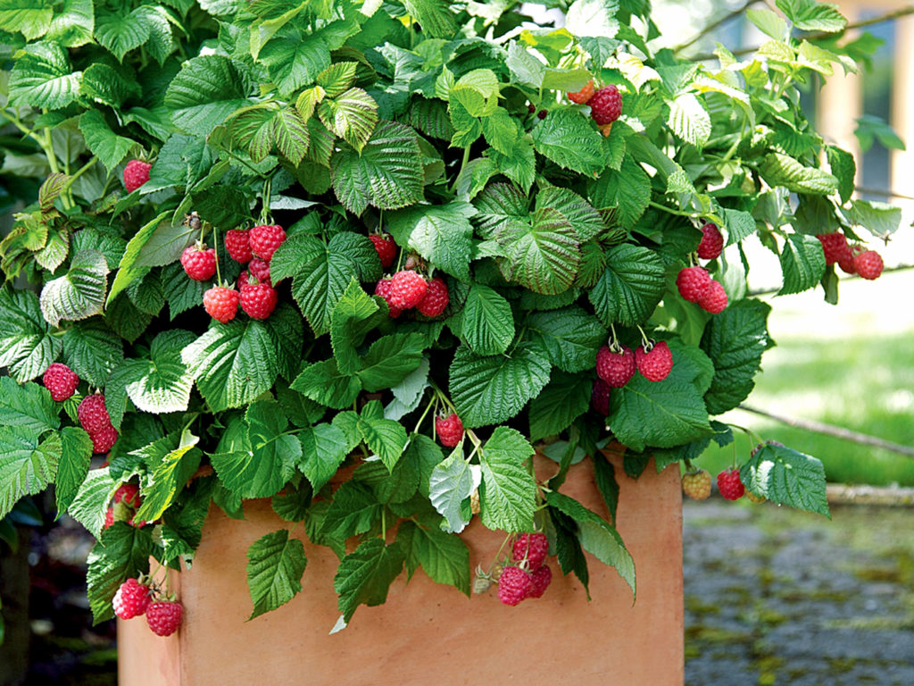 Raspberries growing in pots on a sunny balcony